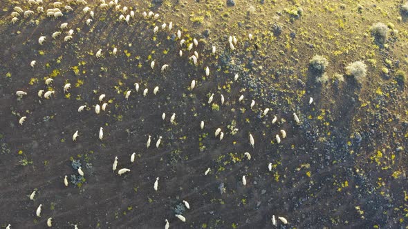 Group of Lamb and Sheeps Bird Eye View with Drone Moves