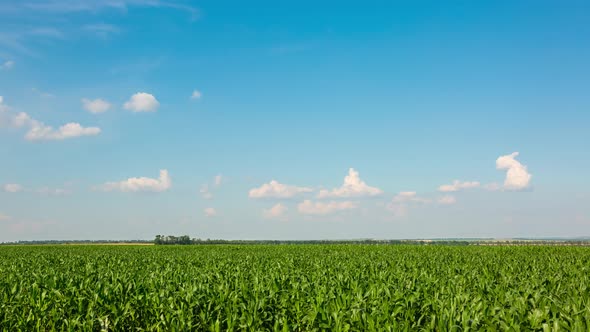 Green Corn Field In Summer With Beautiful Clouds, Time Lapse