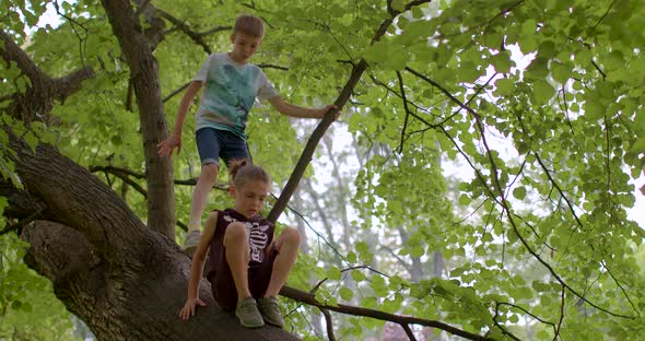 Children Climb the Tree alt