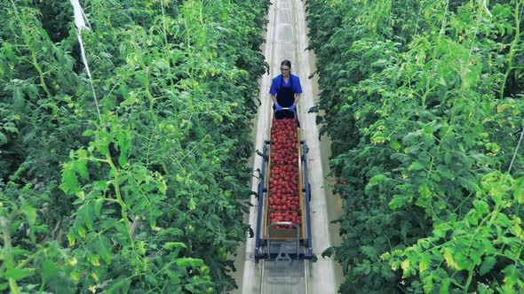 Woman Pushes a Cart with Collected Tomatoes While Walking in Greenhouse. alt