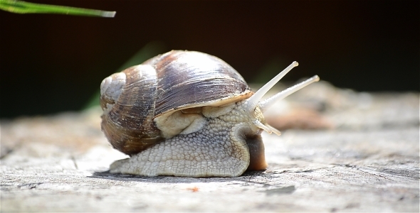 Snail On Wood 2