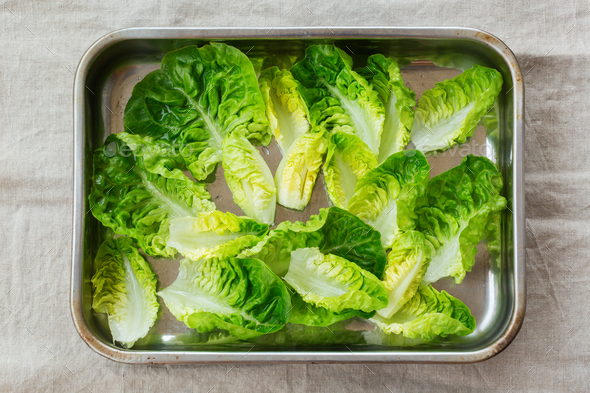 Fresh green leaves of baby cos lettuce on a table