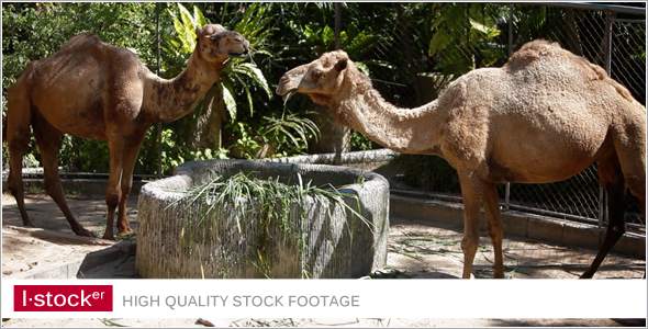 Camel In Zoo Pack