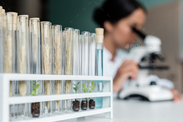 Close-up view of test tubes with wheat ears and green plants in soil on table in lab