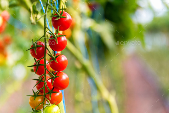 Close up of cherry tomatoes cultivation in a greenhouse. Selective focus