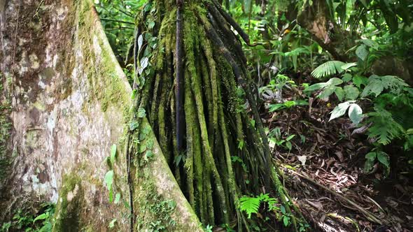 Costa Rica Tropical Rainforest Close Up Jungle Detail of Tree Roots, Plants and Greenery at Arenal V alt