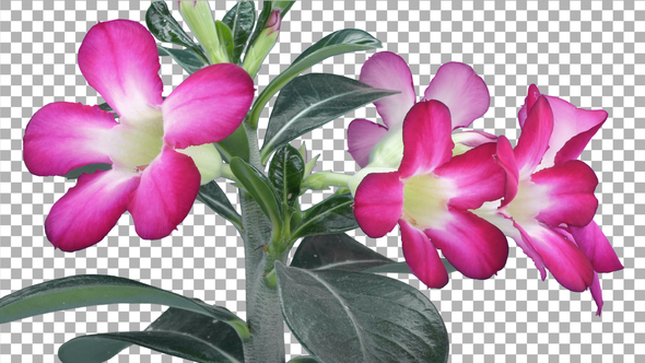 Time-lapse of opening Adenium flower with ALPHA channel alt
