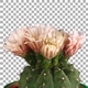Time-lapse of blooming pink cactus buds with ALPHA channel - VideoHive Item for Sale