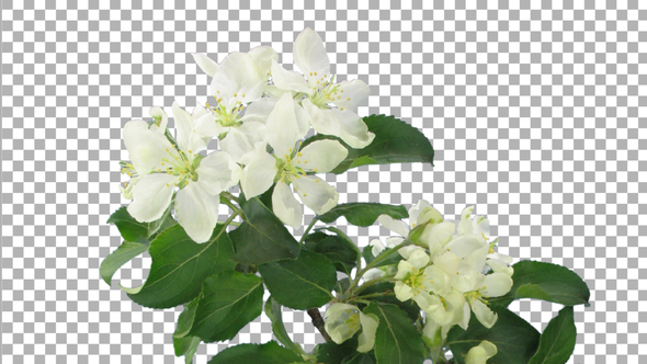 Time-lapse of blooming apple paradise branch with ALPHA channel alt