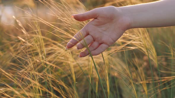 Hand Touches Wild Grass alt