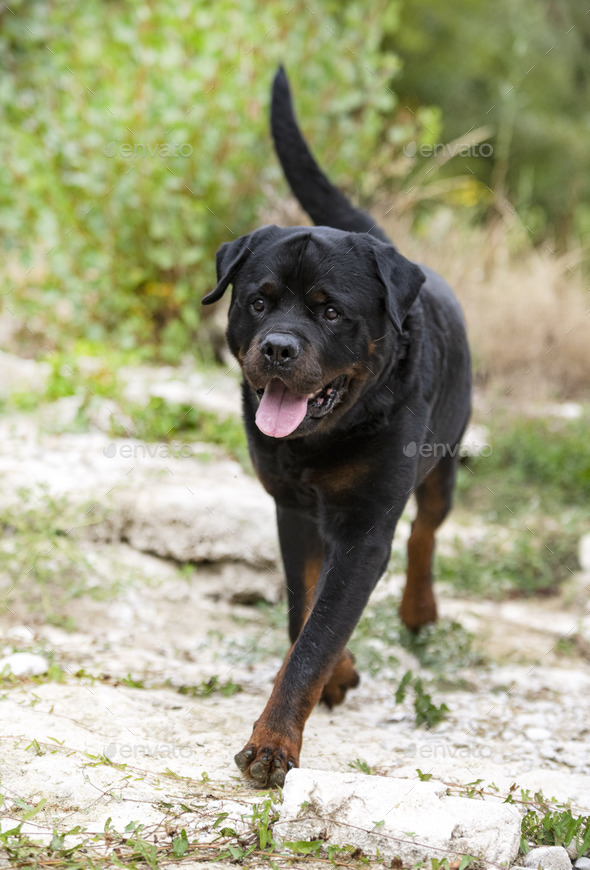 Silicon anker løgner rottweiler in nature Stock Photo by cynoclub | PhotoDune