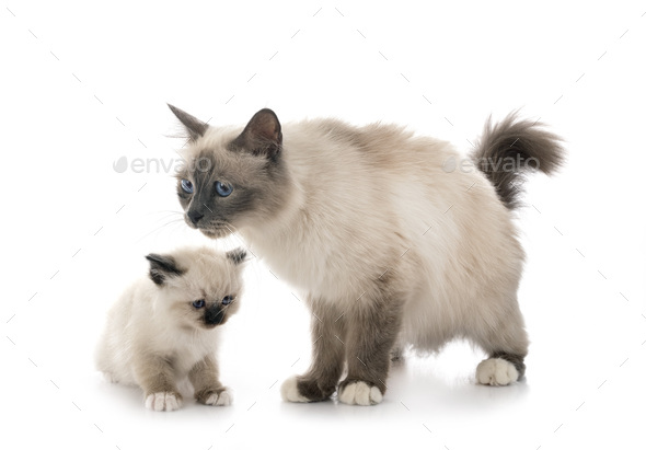 birman kitten and mother - Stock Photo - Images