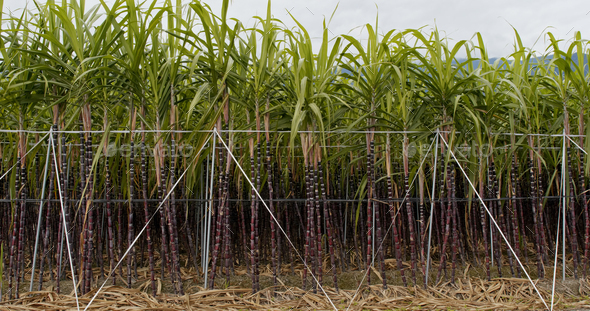 Sugar cane farm