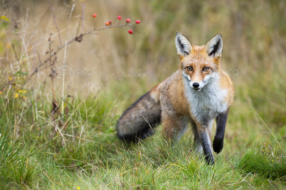 Red fox, vulpes vulpes, approaching on meadow in autumn nature. Wild beast going forward on green field in fall. Front view of predator with orange fur walking closer on grassland.