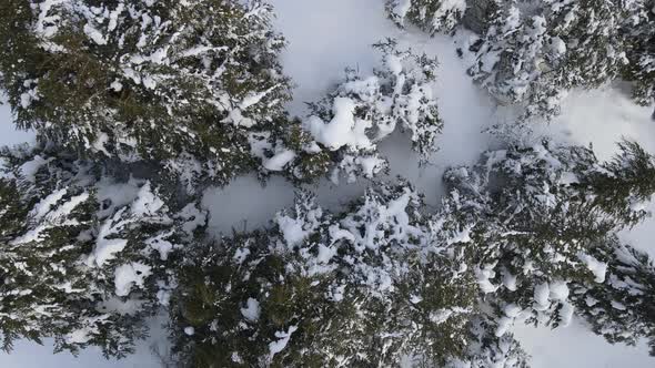 Aerial Snowy Pine Tree alt