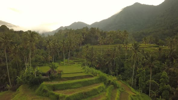 Jatiluwih Rice Terraces on Bali, View From Above. Aerial Drone  Footage