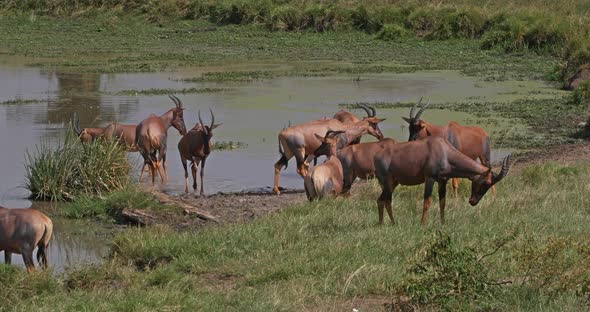 951946 Topi, damaliscus korrigum, Group standing at the Water hole, Masai Mara Park in Kenya, Real T alt