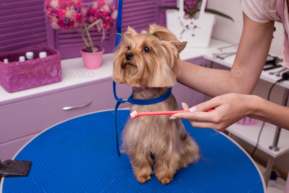 cropped shot of groomer holding toothbrush while brushing teeth of small dog in pet salon