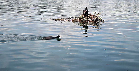 Bird Sitting On Nest Caring After Its Young Ones