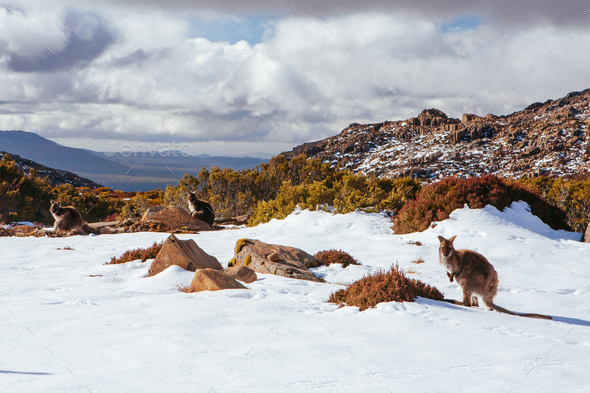 Ben Lomond ski village and wild kangaroos on a quiet winter’s day in Tasmania, Australia