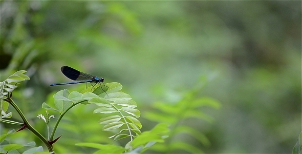 Blue Dragonfly 2