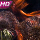 Hot Heads Of Dandelions - VideoHive Item for Sale