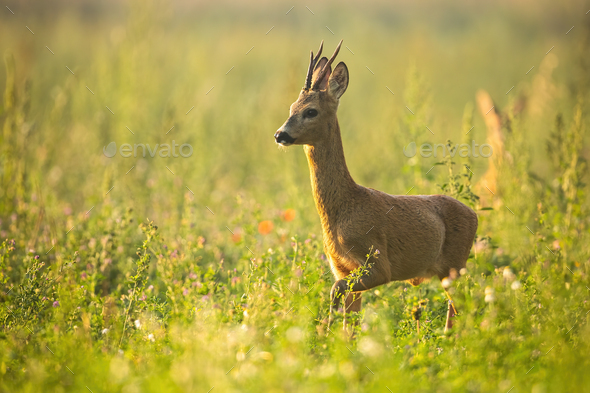 Roe deer walking on meadow in summertime nature - Stock Photo - Images