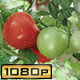 Ripening Tomatoes in the Rain - VideoHive Item for Sale