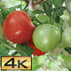 Ripening Tomatoes in the Rain - VideoHive Item for Sale