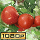 Watering Ripe Tomatoes in Greenhouse - VideoHive Item for Sale