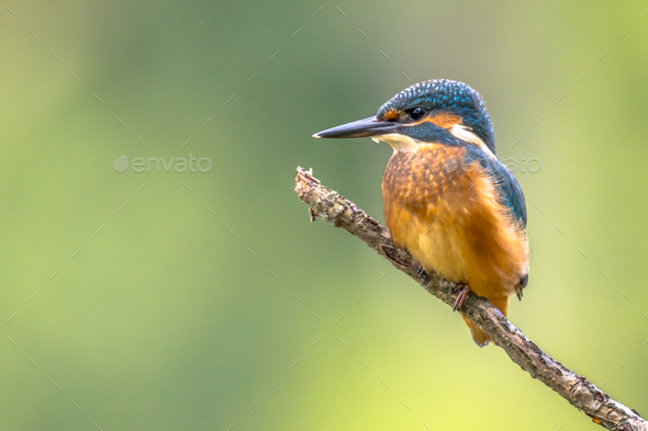 European Kingfisher perched on stick - Stock Photo - Images