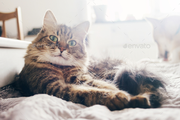 Beautiful tabby cat lying on bed and seriously looking with green eyes - Stock Photo - Images