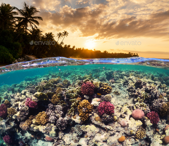 tropical underwater scenery