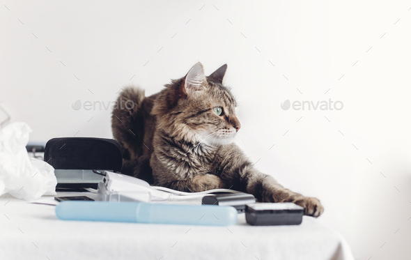 serious cat sitting on table with work items, funny moment - Stock Photo - Images