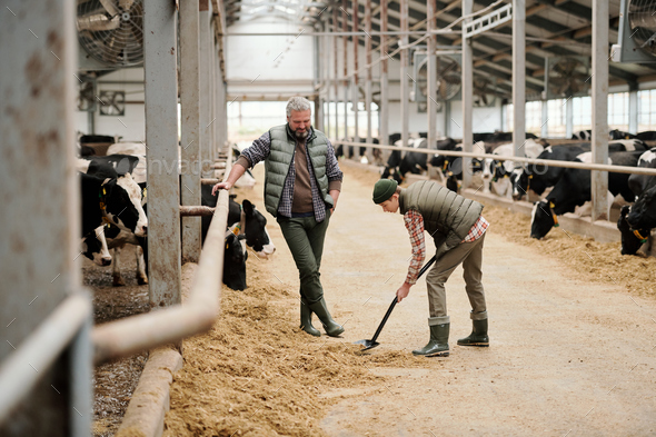 Controlling how son feeding cows Stock Photo by Pressmaster | PhotoDune