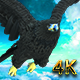 Eagle flying from 4 different angles - VideoHive Item for Sale