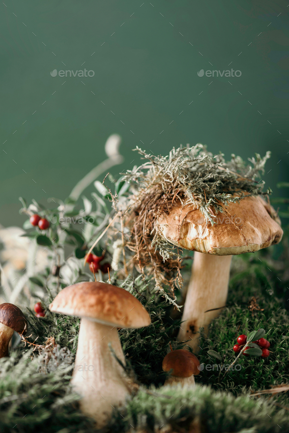 Brown boletus edulis mushroom growing in autumn green moss with red lingonberry, green grass. Autumn - Stock Photo - Images