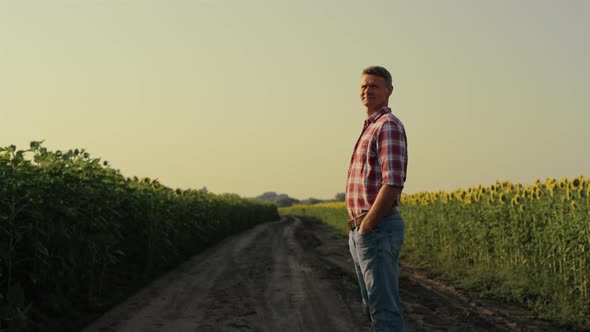 Agronomist Looking Sunflower Field in Evening Sunlight alt