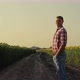 Agronomist Looking Sunflower Field in Evening Sunlight - VideoHive Item for Sale