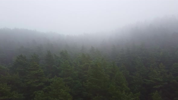 Forest Strong Fog Aerial Drone View
