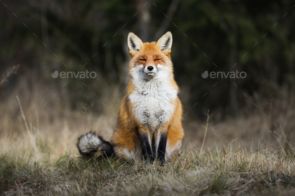 Tranquil red fox sitting on meadow in autumn nature - Stock Photo - Images