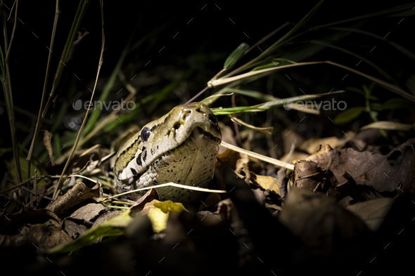 A python, Python sebae, peers its head out of some dry leaves, lit up by a spotlight - Stock Photo - Images