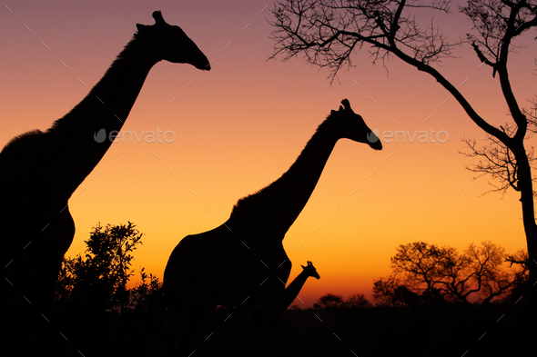A silhouette of three giraffes, Giraffa camelopardalis giraffa against the sunset