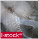 Leopard in Zoo  - VideoHive Item for Sale