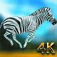 Zebra running from 5 different angles - VideoHive Item for Sale