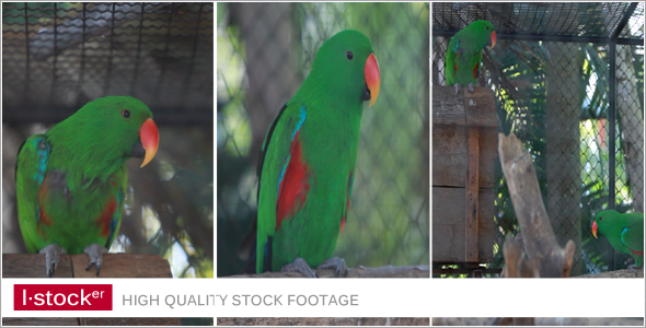Parrot In Zoo 1 Pack