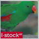 Parrot In Zoo 2 Pack - VideoHive Item for Sale