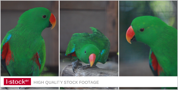 Parrot In Zoo 2 Pack
