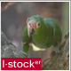 Parrot In Zoo 3 - VideoHive Item for Sale