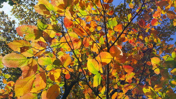 Branches Of Autumn Elm Tree With Bright Golden Leaves Stock Photo By Didesign